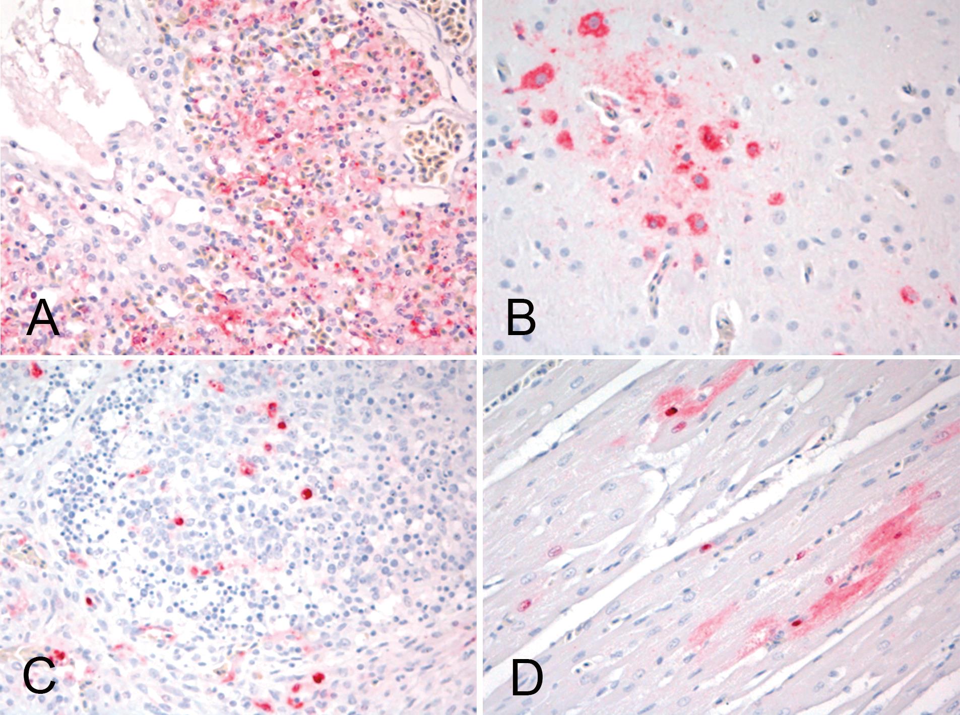 THE PATHOGENESIS OF CLADE 2.3.4.4 H5 HIGHLY PATHOGENIC AVIAN INFLUENZA ...