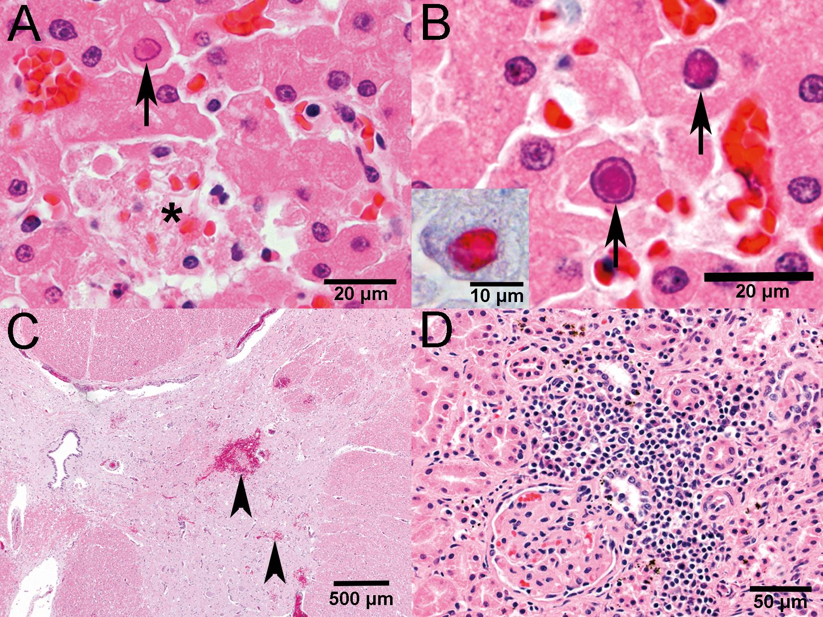 jindo is ill with infectious canine hepatitis