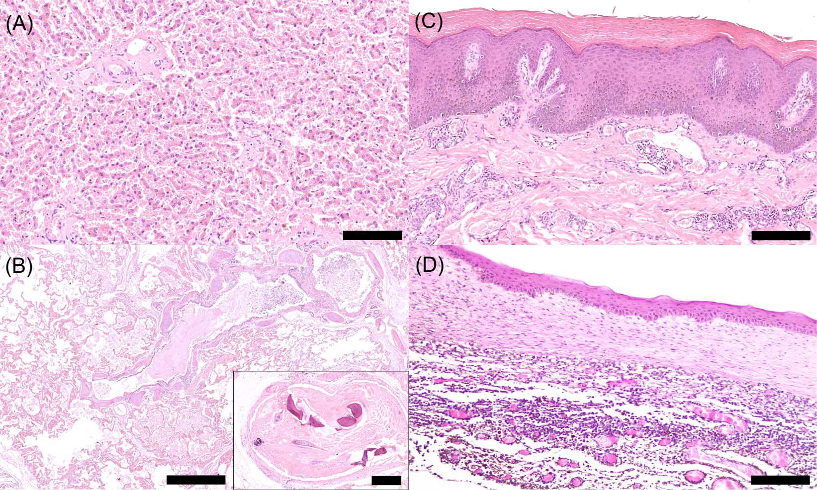 CLINICO-PATHOLOGIC FINDINGS AND PATHOGEN SCREENING IN FUR SEALS ...