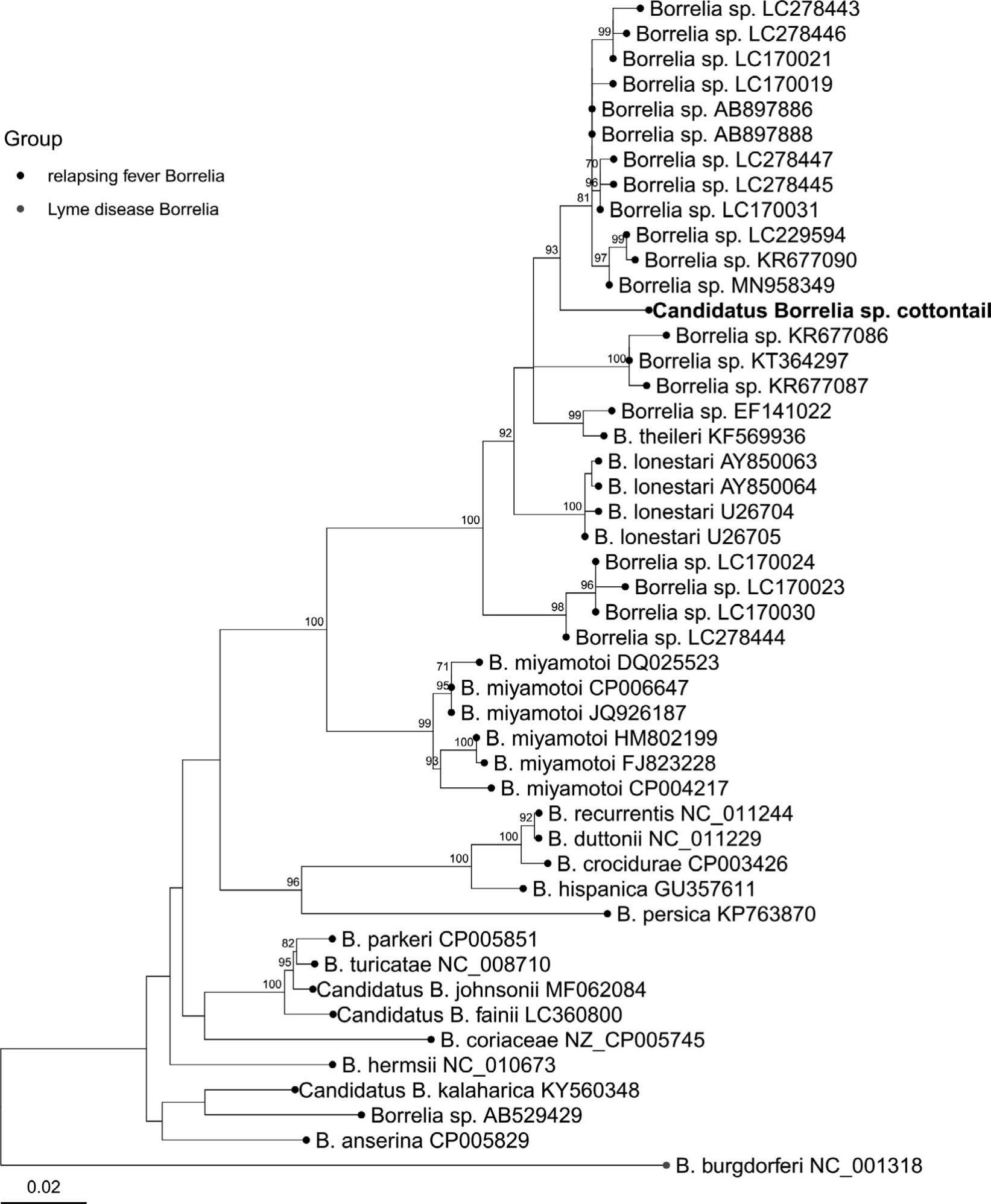 Molecular Characterization of a Novel Relapsing Fever Borrelia Species ...