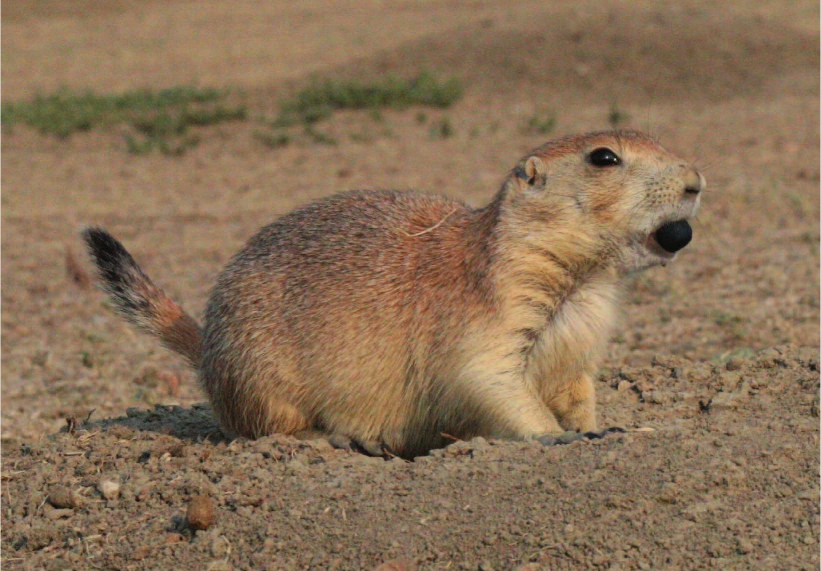 Prairie Dog in Trap  U.S. Geological Survey