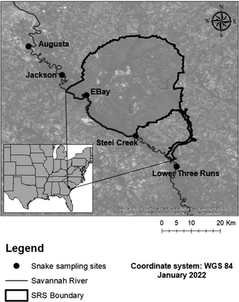 FACTORS PREDICTING APPARENT OPHIDIOMYCOSIS IN WILD BROWN WATERSNAKES  (NERODIA TAXISPILOTA)