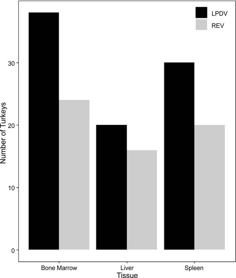 LYMPHOPROLIFERATIVE DISEASE VIRUS AND RETICULOENDOTHELIOSIS VIRUS ...