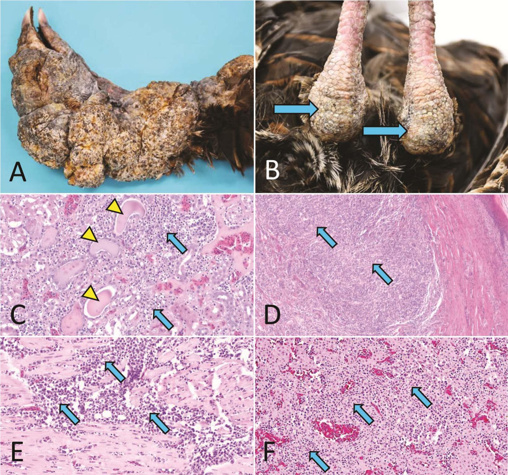 LYMPHOPROLIFERATIVE DISEASE VIRUS AND RETICULOENDOTHELIOSIS VIRUS ...