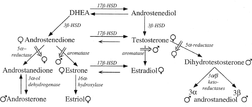 Temperature-Dependent Sex Determination: The Interplay Of Steroid ...