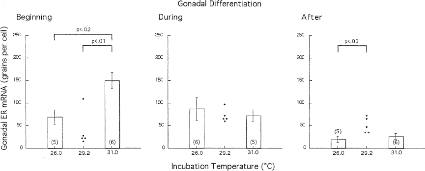 Temperature-Dependent Sex Determination: The Interplay Of Steroid ...