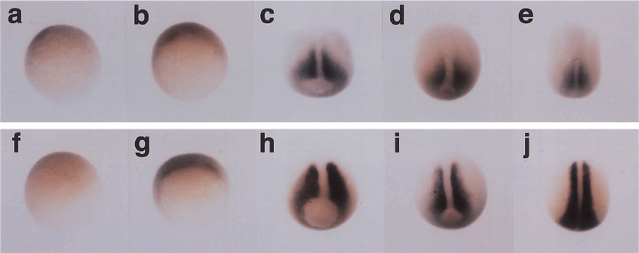 Regulation Of The Xmyf 5 And Xmyod Expression Pattern During Early Xenopus Development