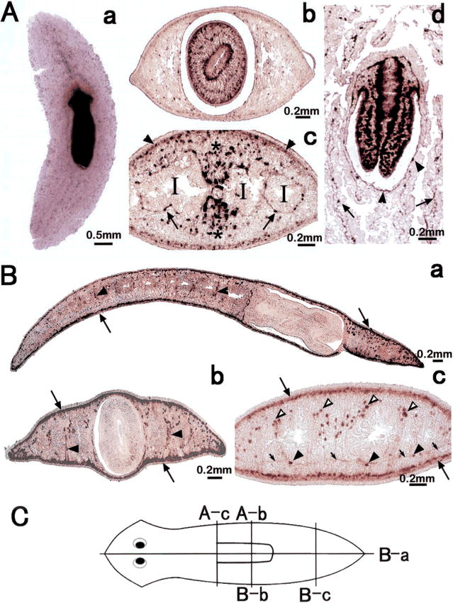 planaria under microscope labeled