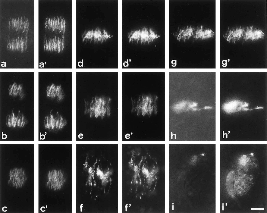 Possible Involvement Of A Cell Cycle Control System Dependent On Nuclear Activities In Establishment Of The Cell Division Interval In Early Xenopus Embryos