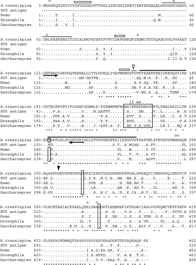 Expression Of The Gene For Translation Elongation Factor 1a Related Protein During Development Of The Sea Urchin Anthocidaris Crassispina