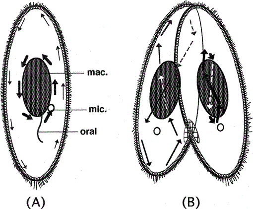 i0289-0003-16-6-885-f01.gif