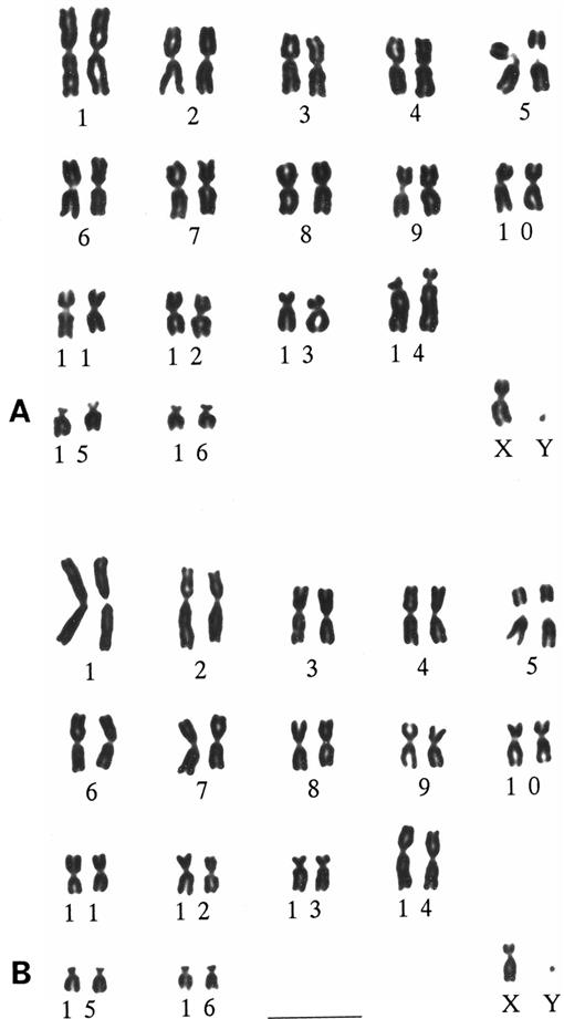 Geographical Variations in Chromosomes of the Greater Japanese Shrew ...