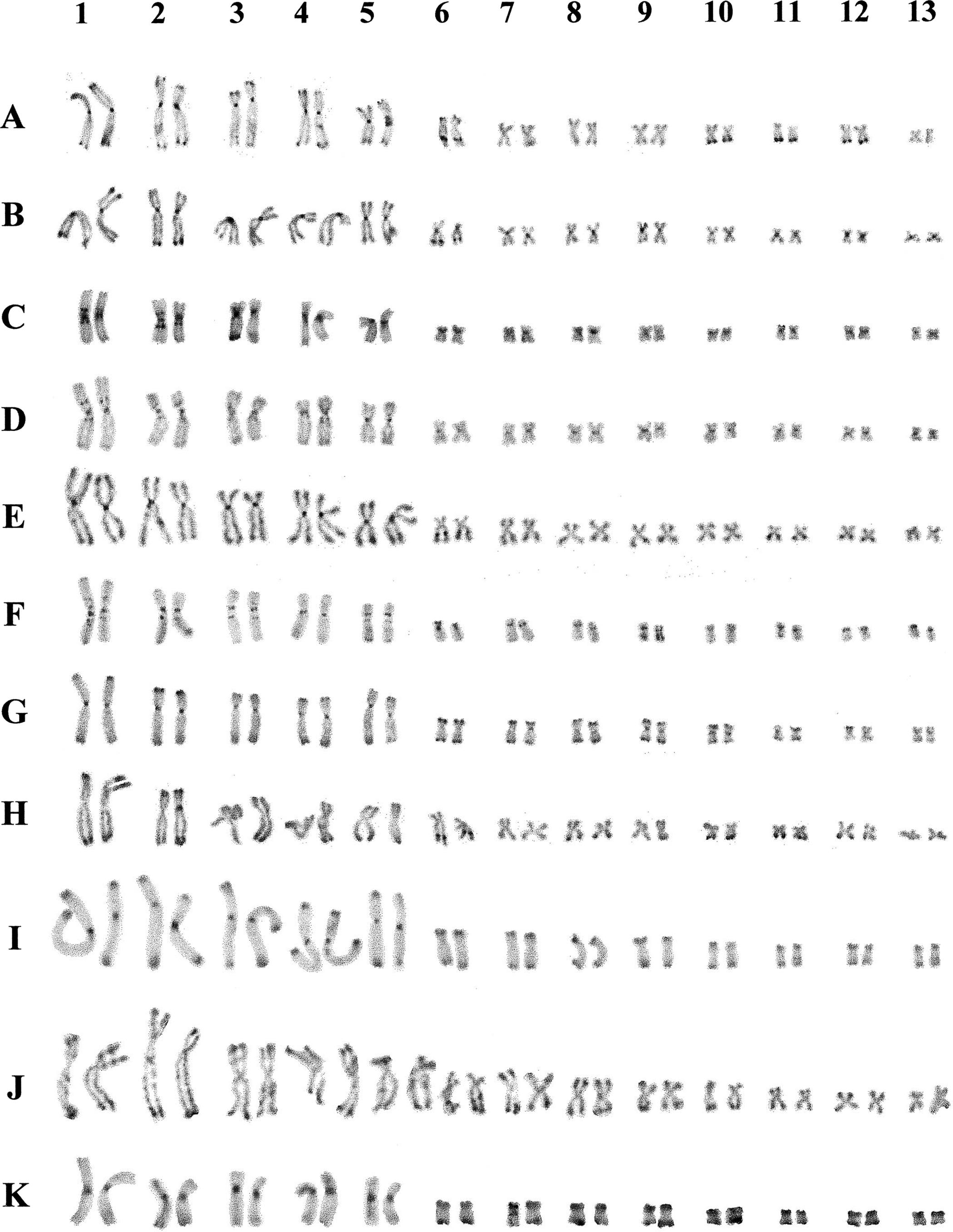 Chromosome Data For Malagasy Poison Frogs Amphibia Ranidae Mantella And Their Bearing On Taxonomy And Phylogeny