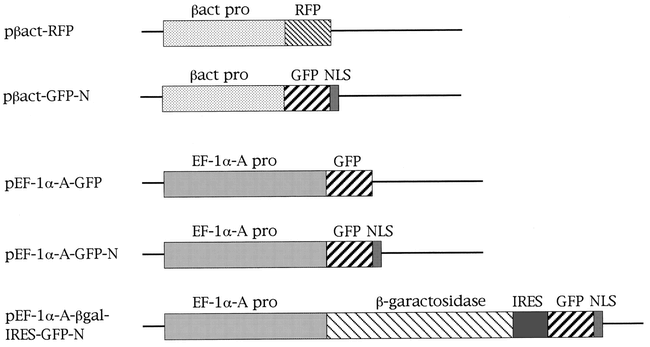 Recent Progress In The Generation Of Transgenic Medaka Oryzias Latipes