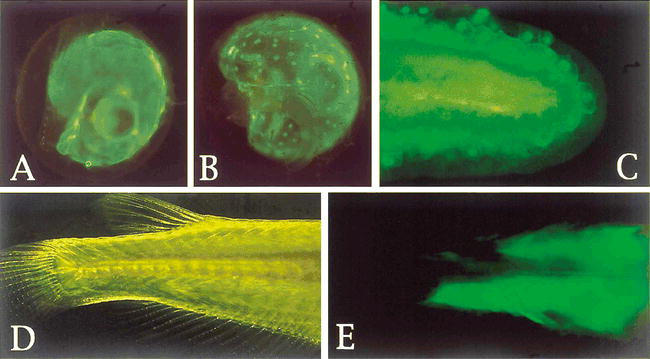 Recent Progress In The Generation Of Transgenic Medaka Oryzias Latipes