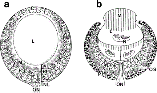 i0289-0003-19-11-1231-f03.gif