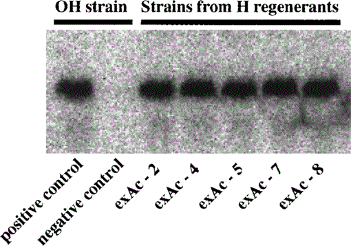 Signification Of The Sexualizing Substance Produced By The Sexualized Planarians