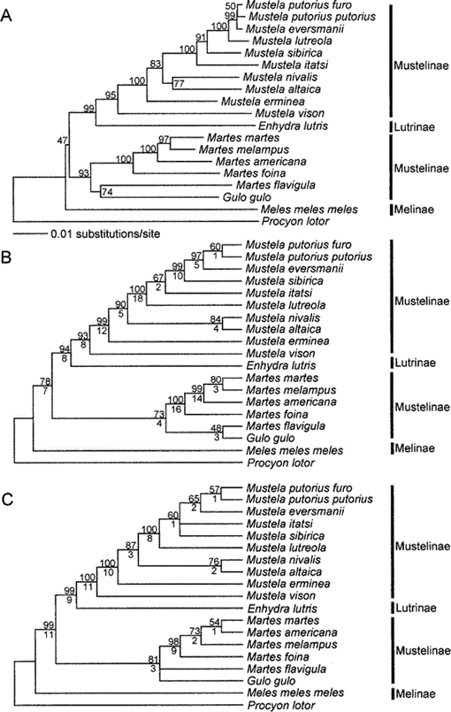 Phylogenetic Relationships And Divergence Times Among Mustelids ...