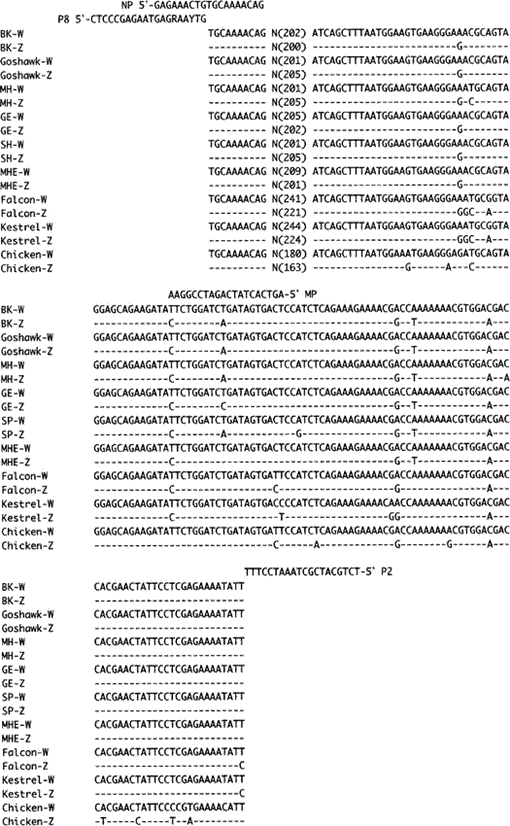 Sex Identification By Alternative Polymerase Chain Reaction Methods In Falconiformes