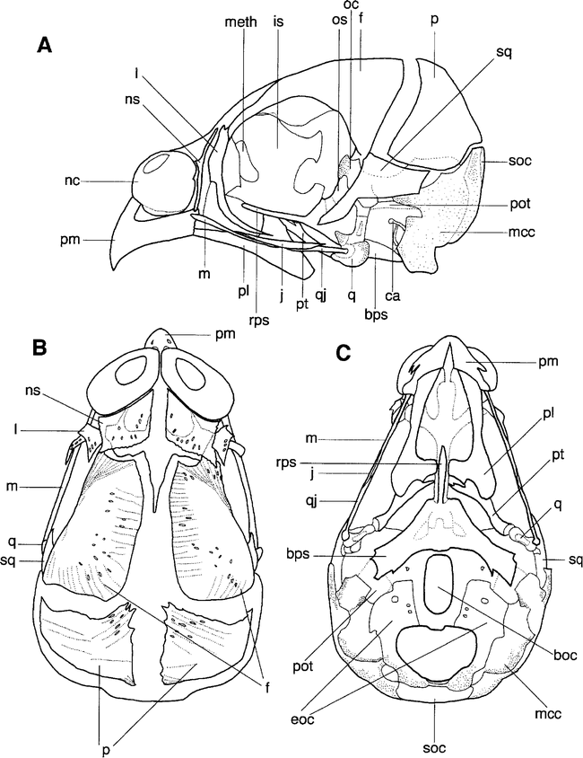 The Skull Development of Parrots with Special Reference to the ...