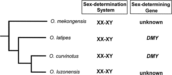 The Xx Xy Sex Determination System In Oryzias Luzonensis And O Mekongensis Revealed By The Sex Ratio Of The Progeny Of Sex Reversed Fish