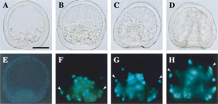 Behavior of Pigment Cells Closely Correlates the Manner of Gastrulation ...