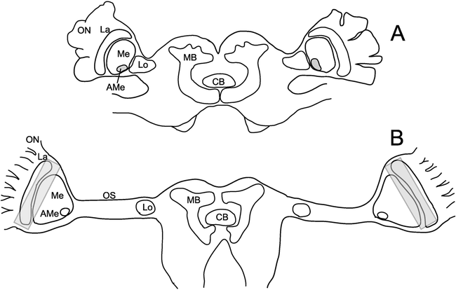 Circadian Organization In Hemimetabolous Insects