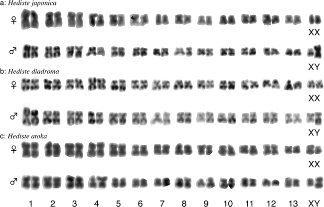 Karyotyping of Female and Male Hediste japonica (Polychaeta, Annelida) in  Comparison with Those of Two Closely Related Species, H. diadroma and H.  atoka