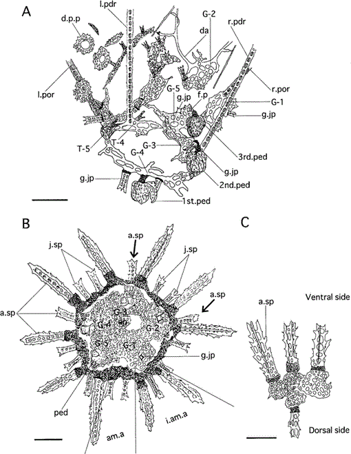 Larval and Juvenile Development of the Echinometrid Sea Urchin ...