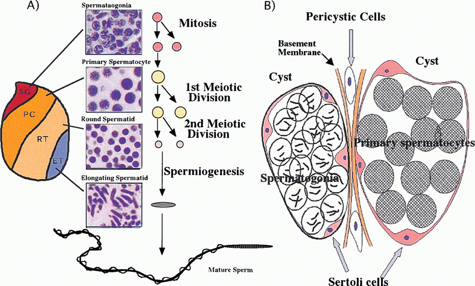 Hormonal Control Of Meiosis Initiation In The Testis From Japanese Newt ...