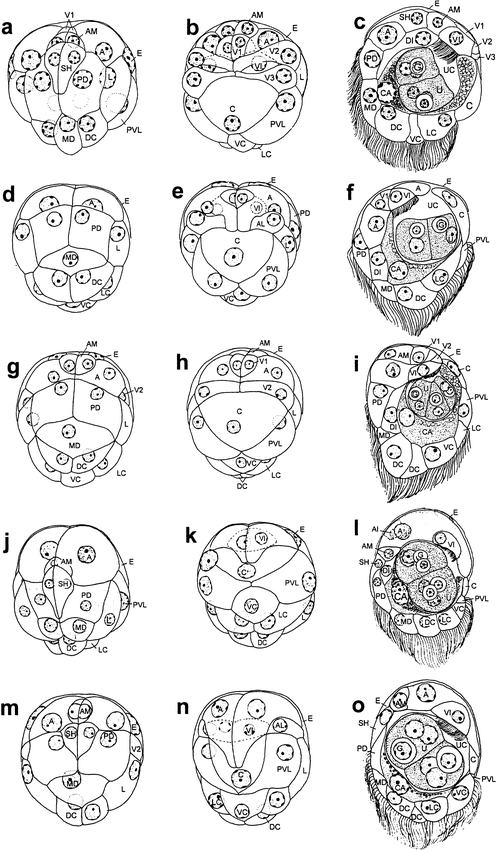 Cell Number And Cellular Composition In Infusoriform Larvae Of Dicyemid Mesozoans Phylum Dicyemida