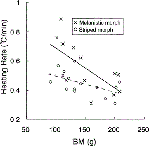 Thermal Aspects of Melanistic and Striped Morphs of the Snake Elaphe ...