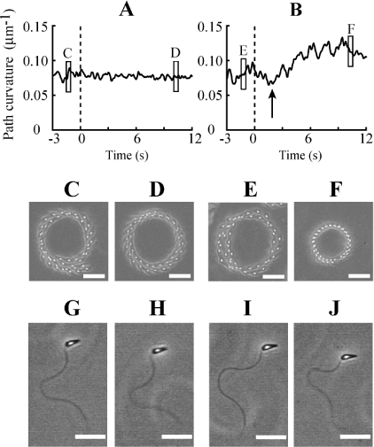 A) The normal circular trajectory of a sea urchin sperm is