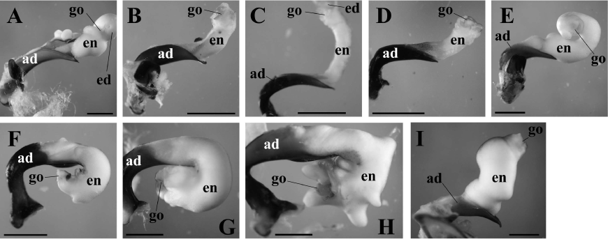 Morphological Association Between Spermatophores and Male Genitalia in ...