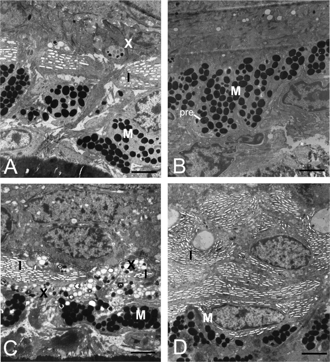 Ultrastructure Of The Dermal Chromatophores In A Lizard (scincidae 