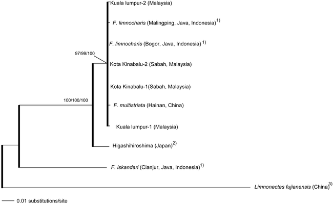 Morphological Divergence Reproductive Isolating Mechanism And Molecular Phylogenetic Relationships Among Indonesia Malaysia And Japan Populations Of The Fejervarya Limnocharis Complex Anura Ranidae