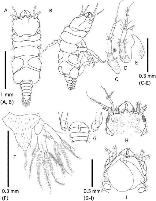 A New Species of Gnathia (Isopoda: Cymothoida: Gnathiidae) from ...