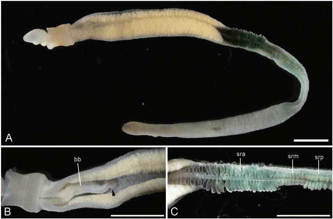 hemichordata balanoglossus