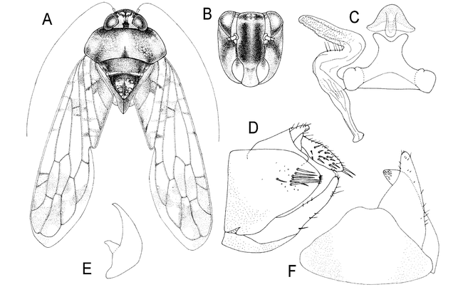 The Oriental ‘Fly-like’ Leafhoppers of the Subfamily Stegelytrinae ...