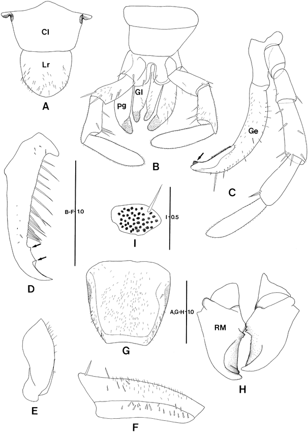 A New Species of the Genus Galloisiana (Grylloblattodea ...