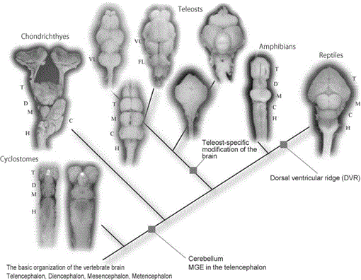 Development Of The Lamprey Central Nervous System With Reference