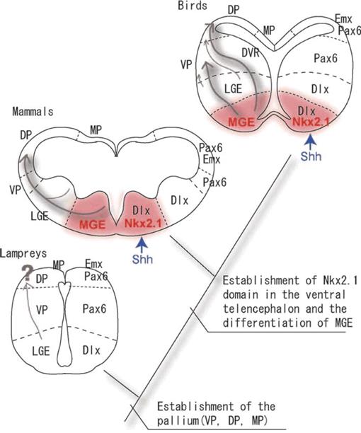 Development of the Lamprey Central Nervous System, with Reference to ...