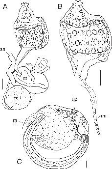 DNA Barcoding in Photosymbiotic Species of Diplosoma (Ascidiacea ...