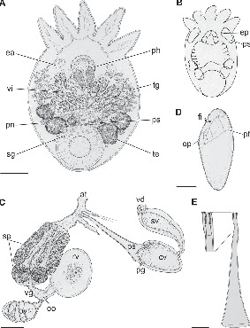 Two New Species Of Temnocephala (platyhelminthes, Temnocephalida) From 