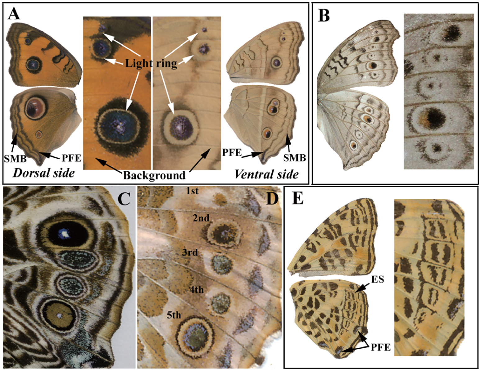 Generation Of Butterfly Wing Eyespot Patterns A Model For Morphological Determination Of Eyespot And Parafocal Element