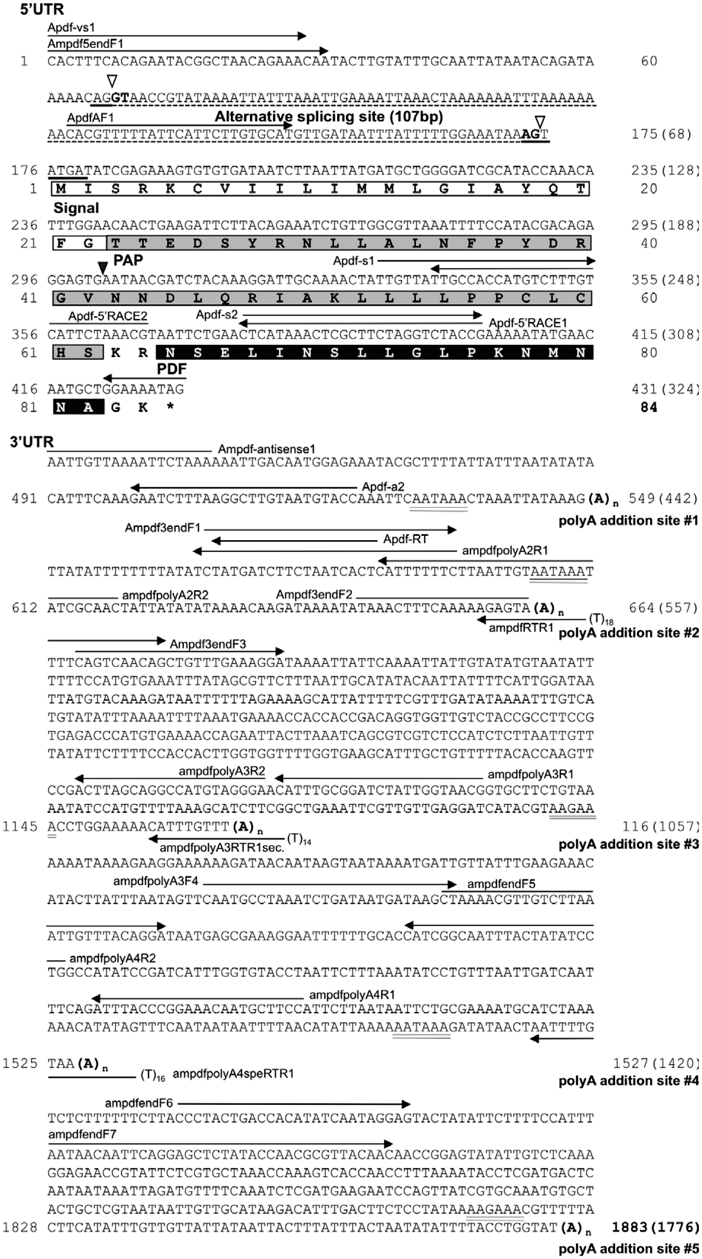 A Circadian Neuropeptide Pdf In The Honeybee Apis Mellifera Cdna Cloning And Expression Of Mrna