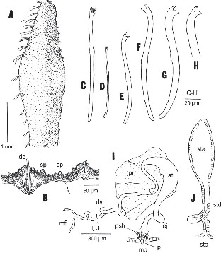 Redescriptions of Spirosperma apapillatus and Embolocephalus nikolskyi ...