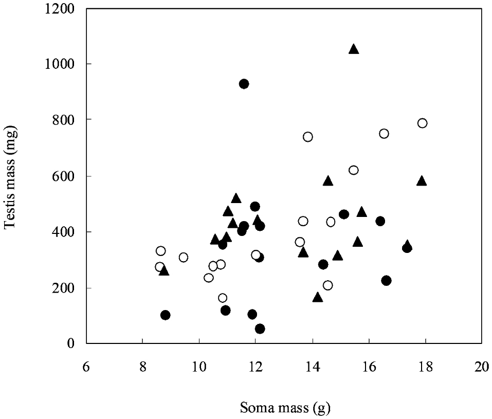 Testis Asymmetry And Sperm Length In Rhacophorus Omeimontis