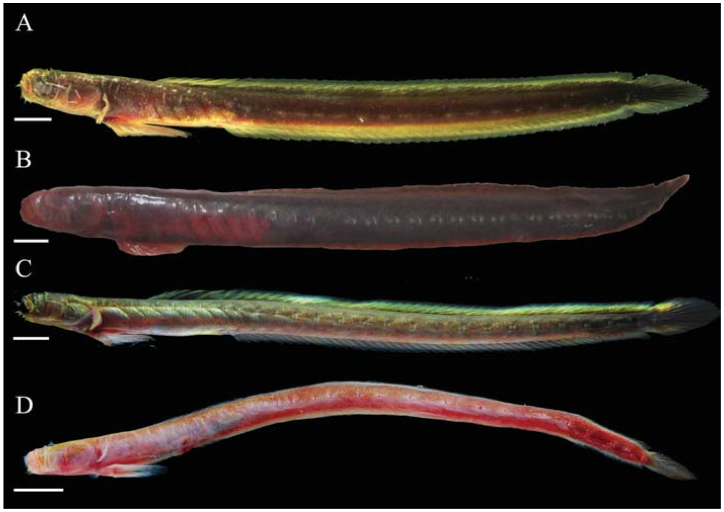 Cryptic Diversity of the Eel Goby, Genus Taenioides (Gobiidae ...