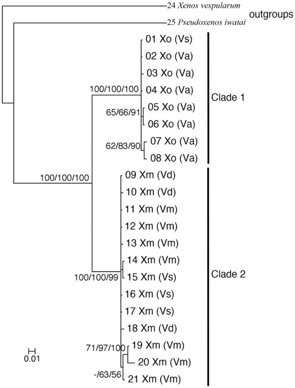 Cryptic Diversity And Host Specificity In Giant Xenos Strepsipterans Parasitic In Large Vespa Hornets